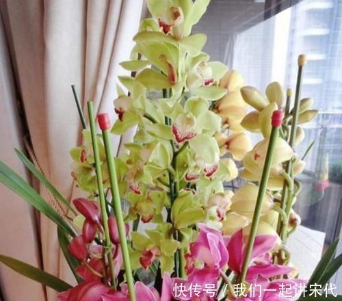 4种花美得让人毫无抵抗力,花大色艳,全年开花不断!