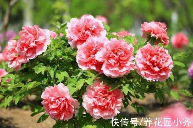 7种花很霸气,开花“脸盘大”,个个威武霸气,你养过几种?