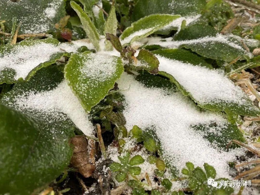 记忆 ｜寒潮再次来袭，还记得前几天的雪吗？