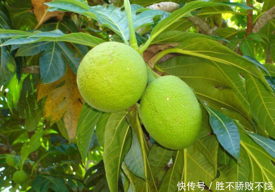 非洲人连温饱都做不到,为啥还偷懒不种地?专家:你去也是一样的