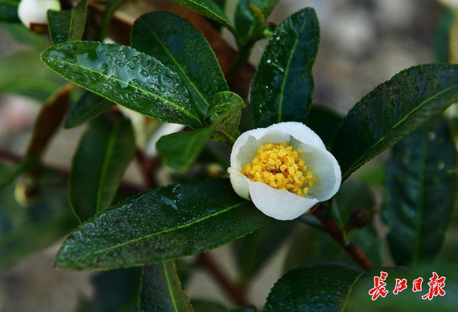 胡颓子|1月大寒时，雪花无约群芳有信