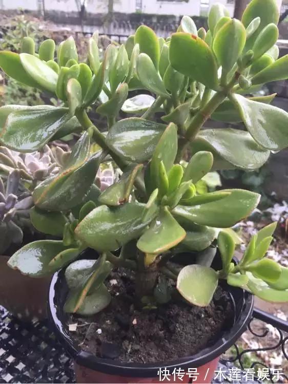叶子|玉树金钱树,叶子一夜掉光,根软要倒掉,再不救就剩下盆了!