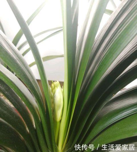 夏季|秋季养君子兰，做好两个关键点，叶片整齐，宽大油亮，开出大花团