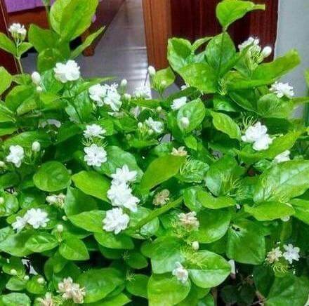 枝条|矮化茉莉的手法,只需这里“剪一下”,植株矮壮,发满“花芽”