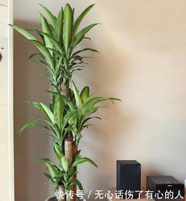 养花就养“5种花”,不仅能净化空气,最关键还旺财又镇宅!