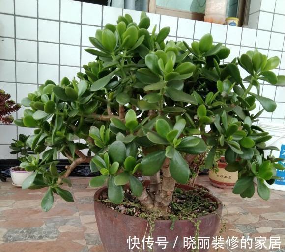 玉树养成胳膊粗,光照,肥料,花土,缺一不可,秋天赶紧追肥