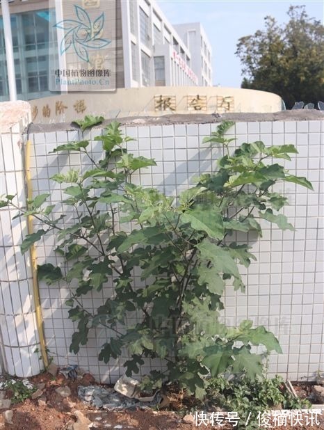 水茄|水茄,见过吗可用于跌打瘀痛,腰肌劳损,胃痛,牙痛