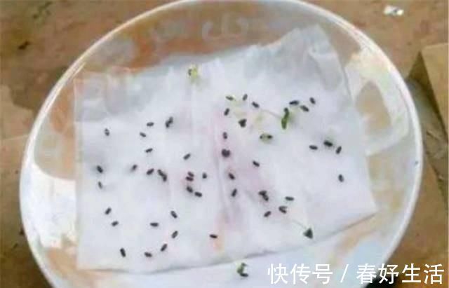 用白糖、白醋来养花,全都比不过1勺“白粉末”,除虫沤肥效果好