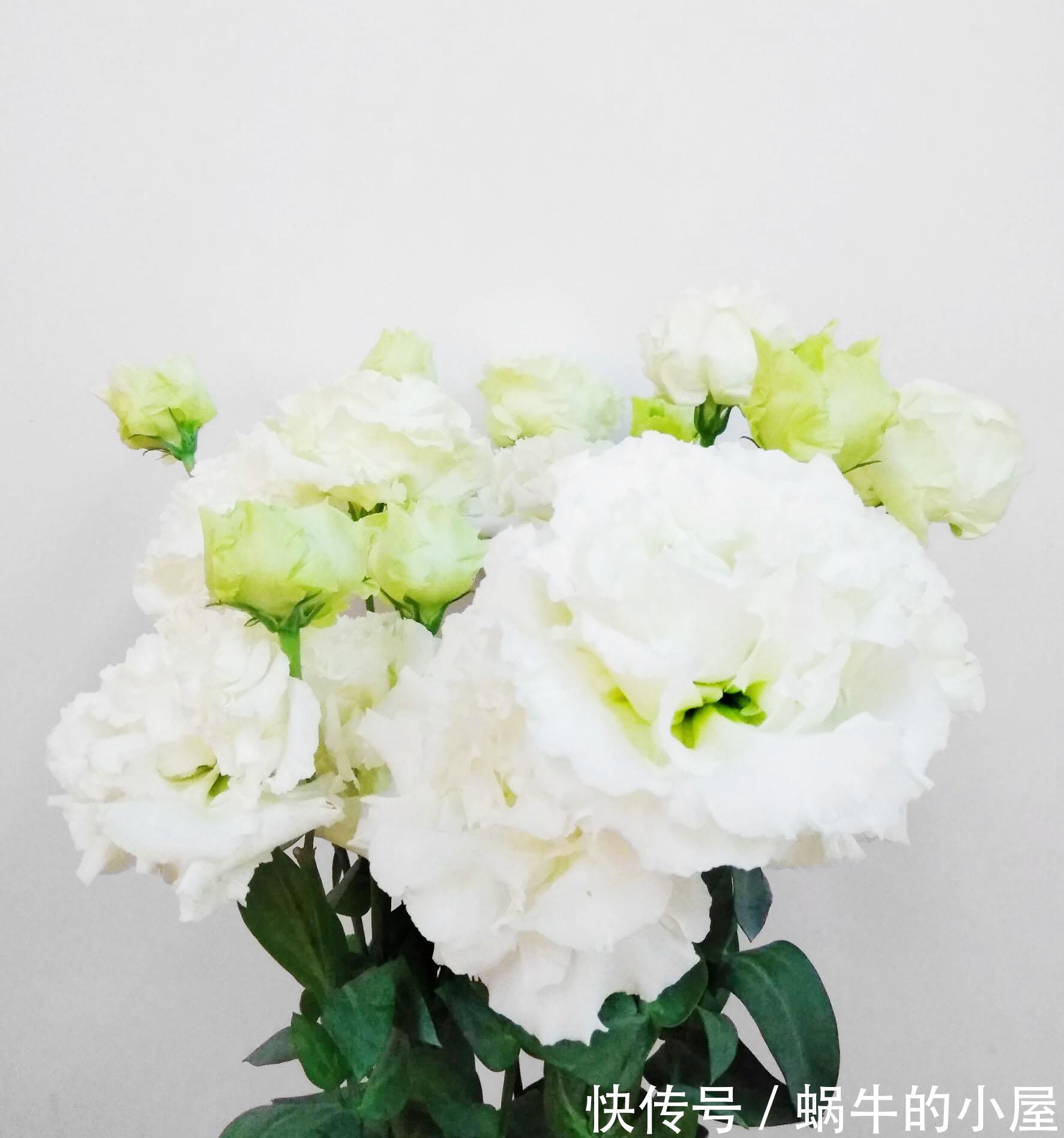 花朵|养花试试这几款，花朵非常鲜艳，很大朵就像美人般那么优雅美丽