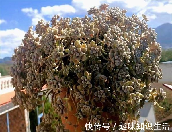 老桩|为数不多的好看又好养的多肉,不徒不挂活得久,3年成漂亮老桩!