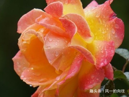 家养月季总是难开花,做好这几个小细节,轻松花开爆满盆