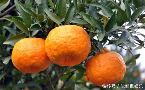经常吃橙子的人健康状况并不差，但许多人始终不知道橘子三大禁忌