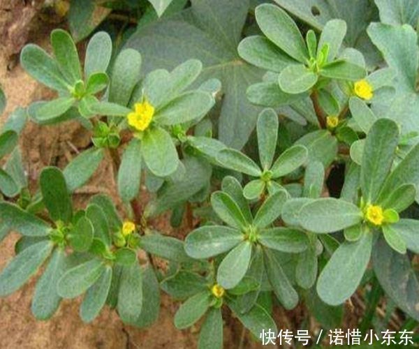 白发|马齿苋加一宝，白发变黑发，半个月后，身体出现惊喜的改变