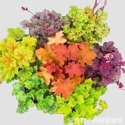 颜色|这叶子比花美,颜色多似调色盘,阳台来一盆,耐阴又好养!