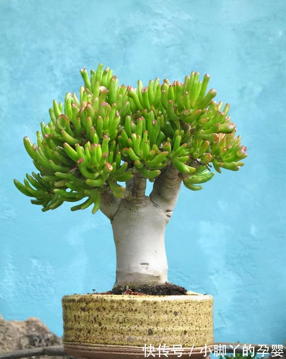 客厅见树,家兴人旺!6种吉利树,好养寓意好,还能养身体