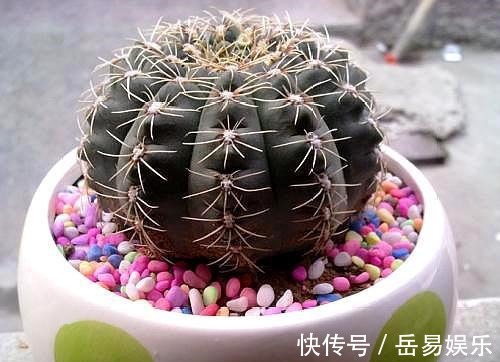 皮水|橘子皮养花有4个“坑”不能踩,方法不对没效果还伤花