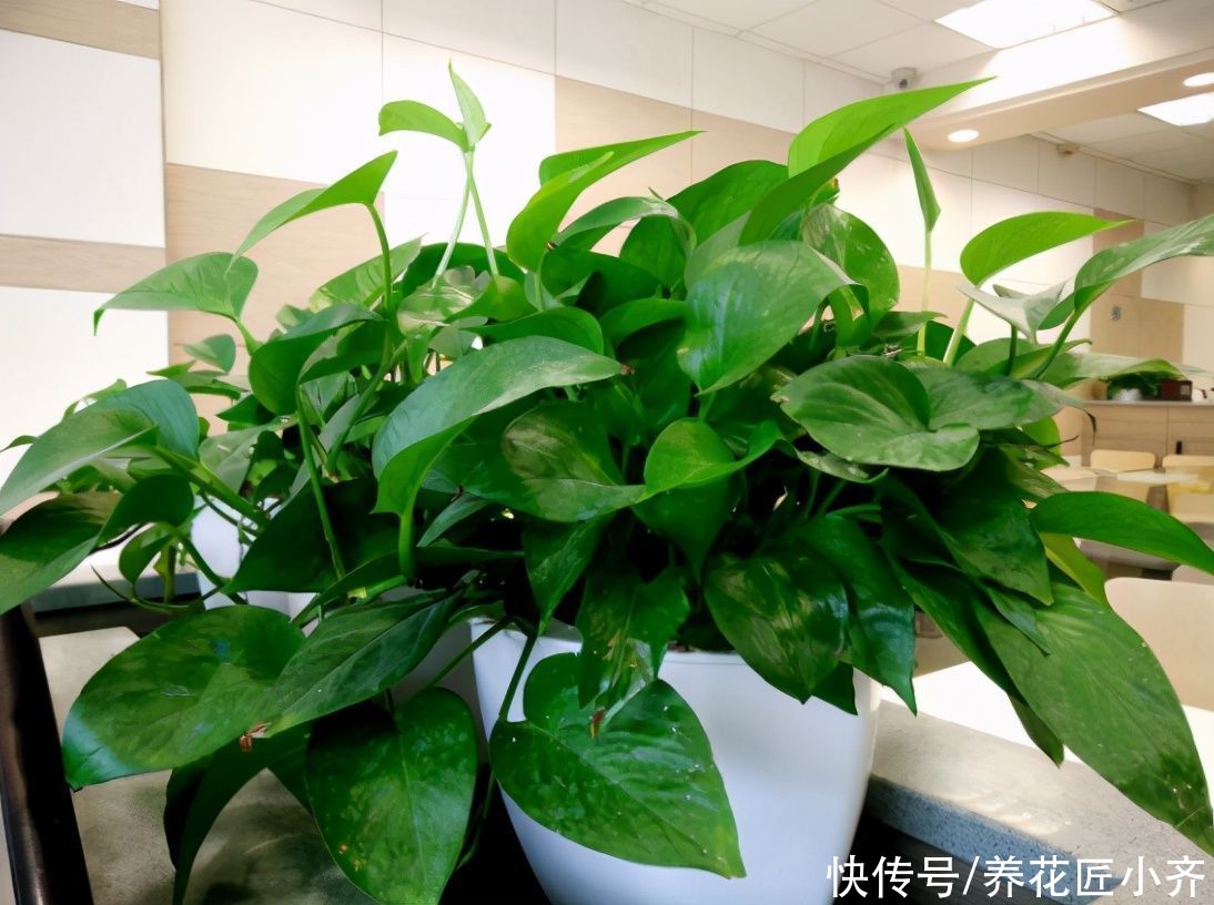 夏季|夏季能晒死的6种花，现在要做的是“遮阴、通风”，才能保证长势