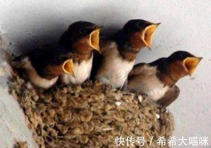 四喜#“宅子现四喜,家中出能人”是什么意思?这四喜指的是什么?