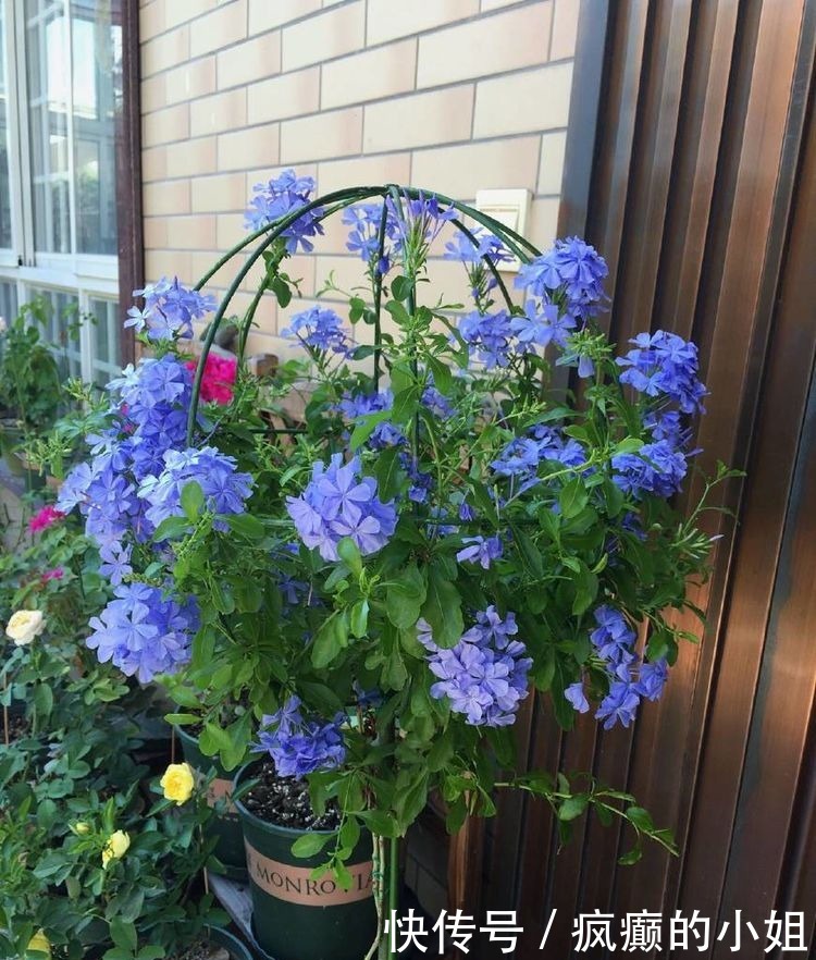 全年|这些花卉便宜又好养,阳台盆栽上几盆,全年开花不停,香飘溢满屋