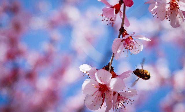 这首诗|白居易这首诗充满哲理,不仅入选《唐诗三百首》,同时还选入课本