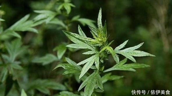 青团|肉松蛋黄青团外面买太贵,教你简单又好吃的做法,味道一点都不差