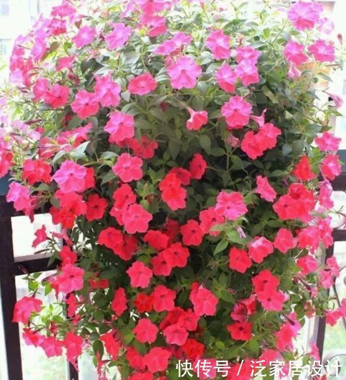 养花就养4种花,好养易活花量大,养上一盆四季欣赏,好养还不贵