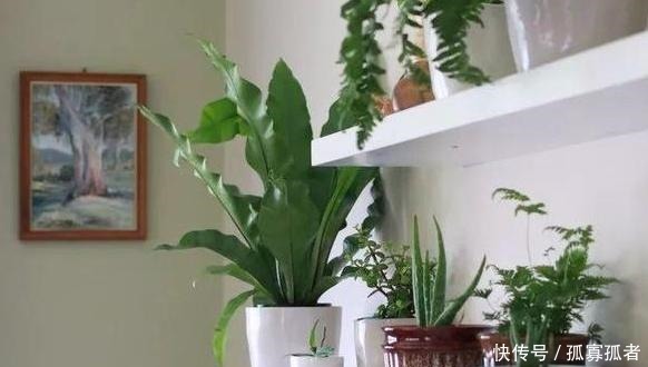 自制肥养花篇将洋葱一处理,就是上好的肥料、生根水、杀虫剂!