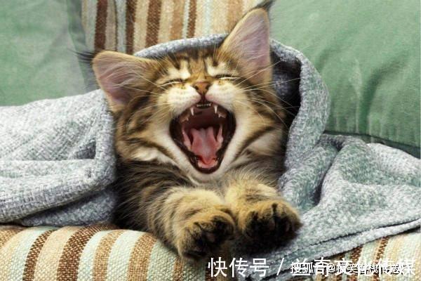 |内涵段子:我和媳妇谈恋爱,第一次在地里见了岳父岳母!