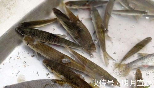 鱼类|它是钓鱼人讨厌的小杂鱼，过去泛滥成灾，现在一斤十几块