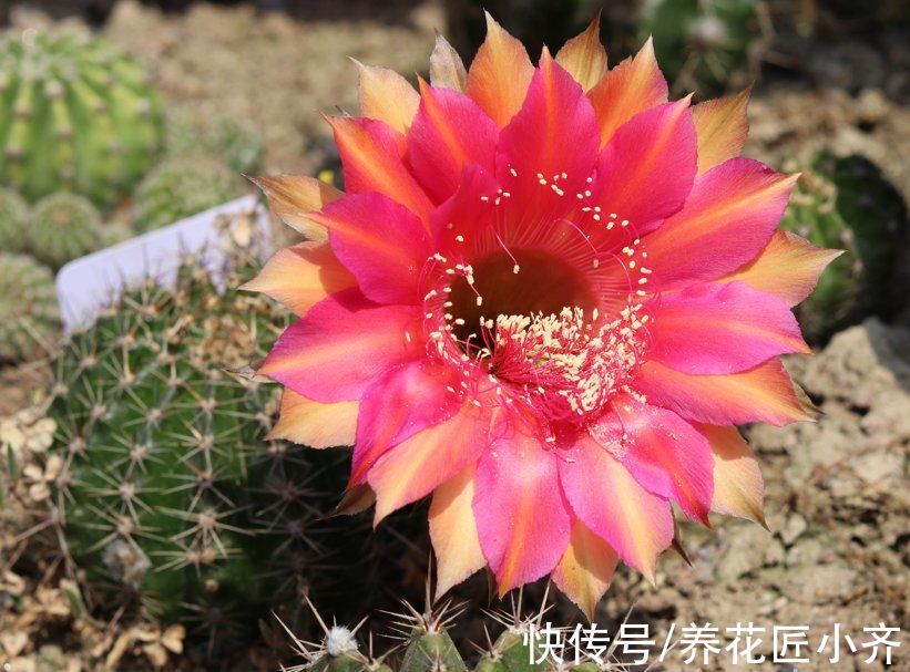 8种花不能多浇水，“少水少肥”伺候它，反而长势旺盛开花多