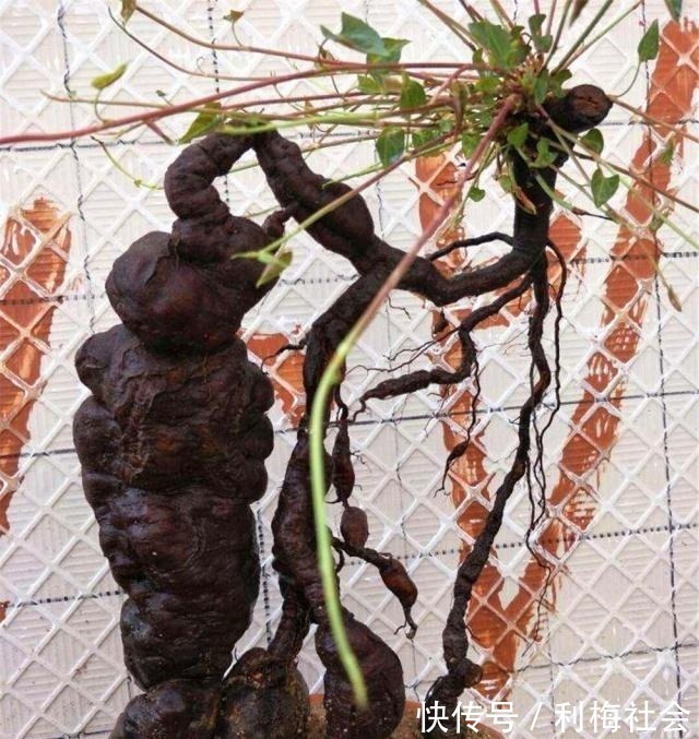 灵芝|4种“名贵中药”做盆景,一养就是30年,土豪出价“5万”都不卖!