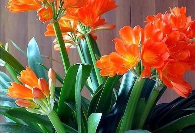 养君子兰,用上这“2种肥”,比什么淘米水、黄豆水强“100倍”