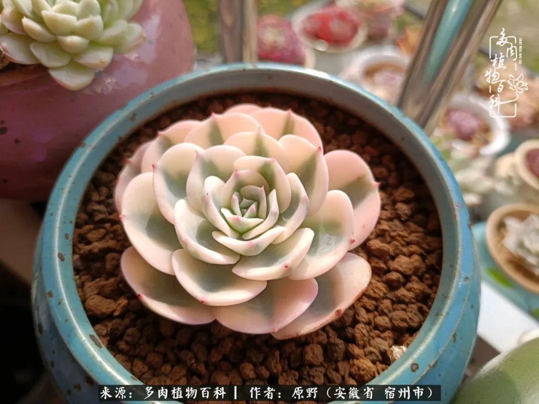 揭秘那些干净又温暖的多肉照片从哪里来
