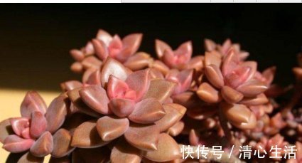 爆盆|这5种多肉植物，便宜又好养，一不小心就会爆盆