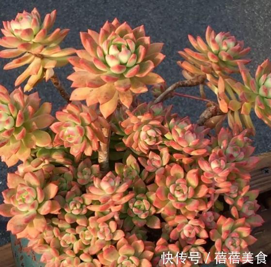 气根|新手养多肉马库斯,了解掌握4个要点,颜色水润,养成漂亮小老桩