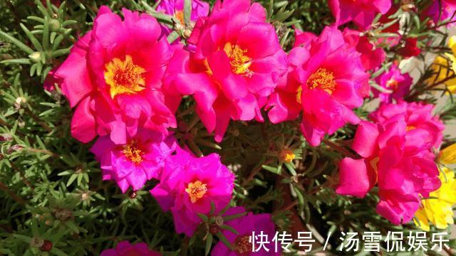 浇水|太阳花开花少有1个“小技巧”，开花量大10倍，秋天花儿开不停