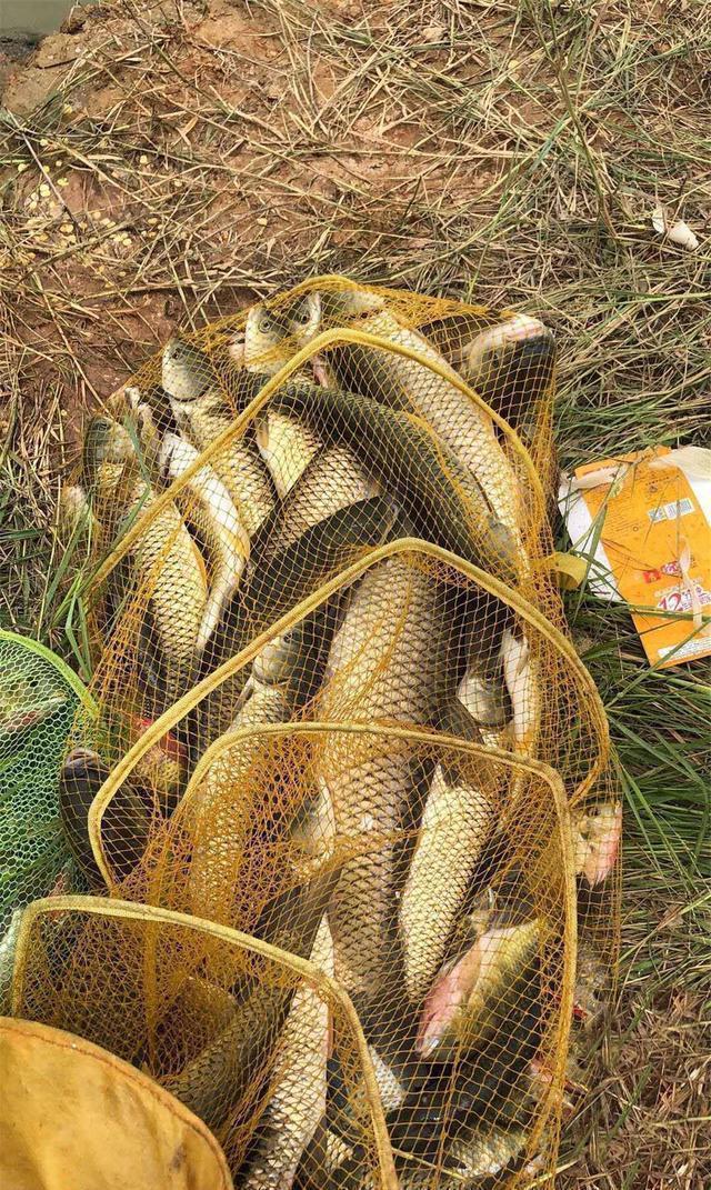 坎底|野钓经典钓位二道坎,鱼儿必经之地,这样钓增大爆护概率