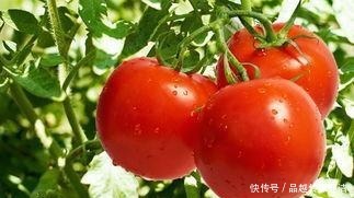 母猪|俗话“男怕柿子女怕梨,母猪最怕西瓜皮”,有什么含义?