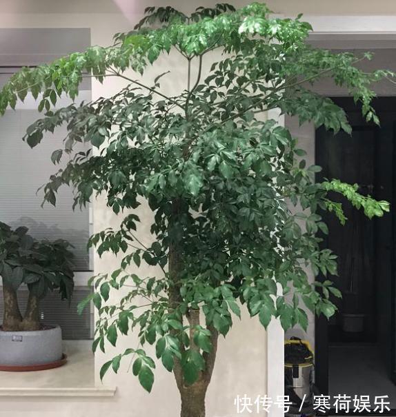 幸福树养护“小窍门”，2分钟学会，杜绝烂根黄叶，寓意幸福平安