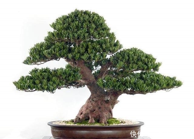 辟邪|四种镇宅辟邪盆栽，你家有吗？