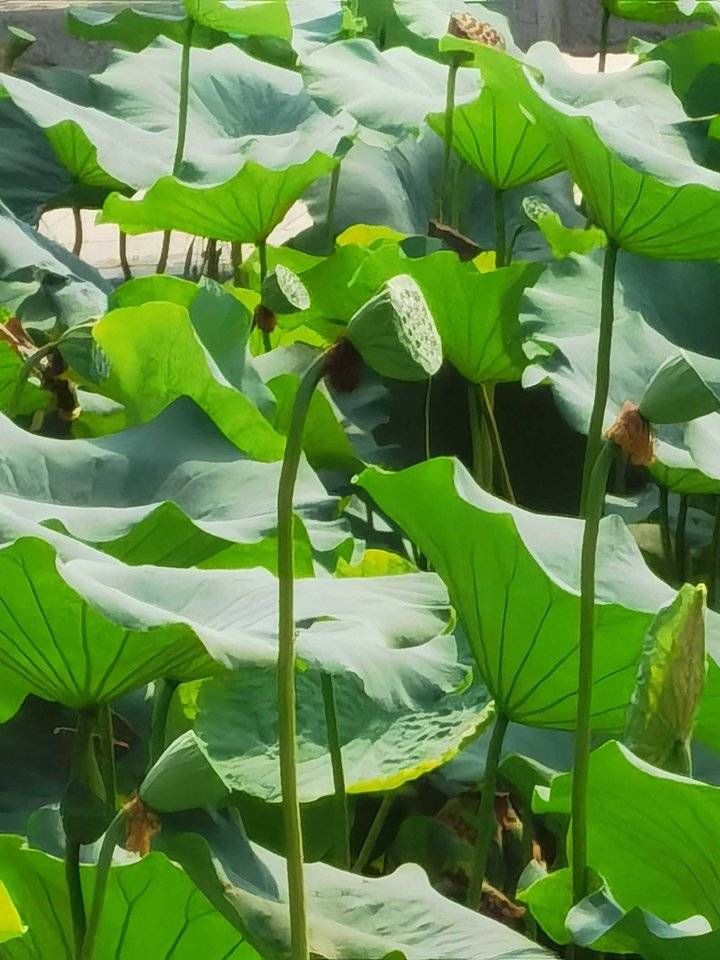 大明湖第二株并蒂莲已结莲蓬