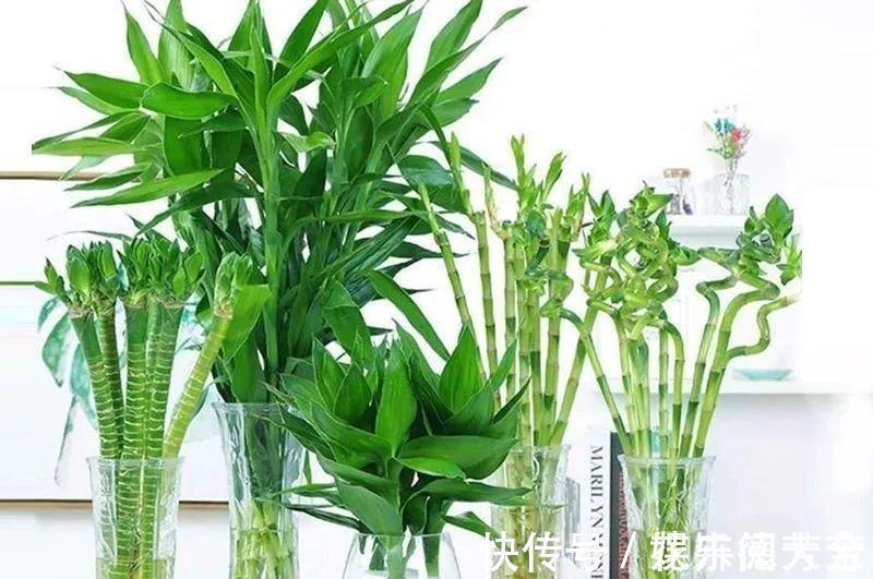 罗汉松|7种“转运花”,家里养一盆,漂亮又吉利,还有好运气