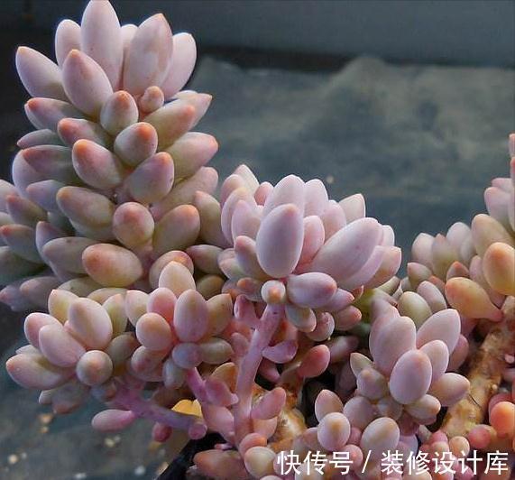 7种多肉“最难养”,一进夏天就挂,新手慎入