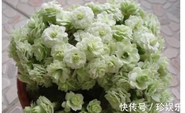 想要长寿|想要长寿花多开花,老妈往盆里埋个它,花苞蹭蹭窜,不用管也爆盆