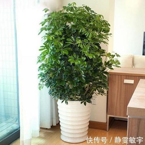 4种盆栽绿植,在家养一盆,空气清新,家里干干净净