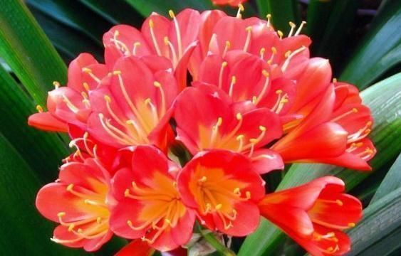 花友|君子兰一年到头“只见叶”盆里加勺“它”,花儿立刻爆出盆