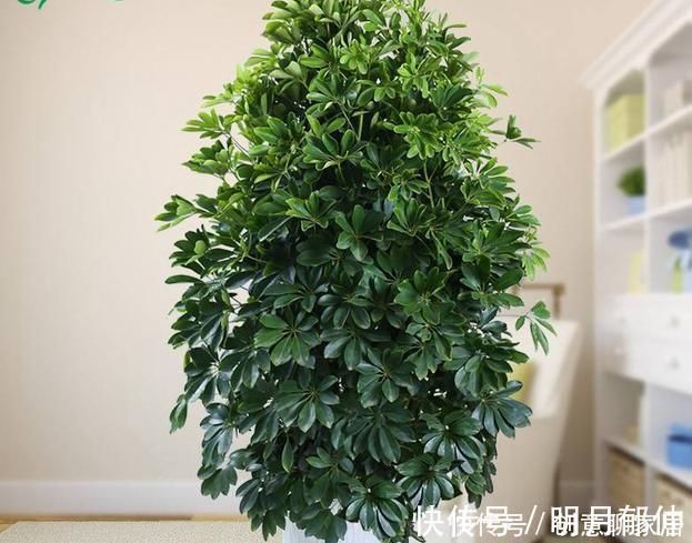 不管你养不养花,3种花,总要养1盆,能缓解疲劳,还能杀病菌