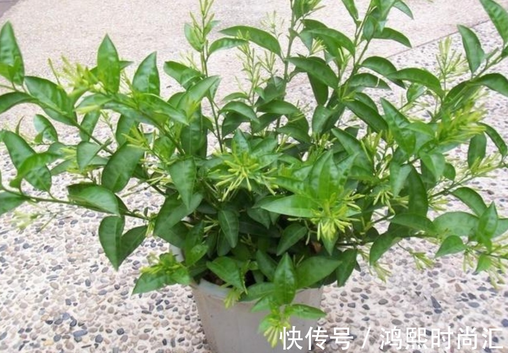 植株|6种花,植株体内含有毒成分,不适合摆放在室内
