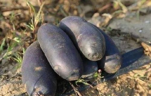 女性养生推荐常吃几种食物，排毒清肠，延缓衰老，增强抵抗力