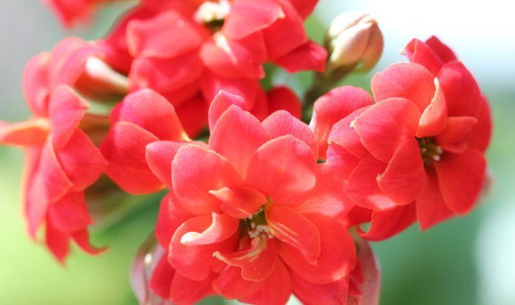 寓意超好的几种花,养人又旺财,开花吉祥富贵,美不胜收